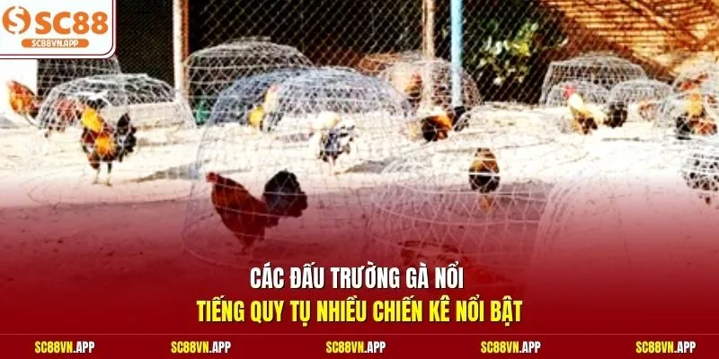 Các đấu trường gà nổi tiếng quy tụ nhiều chiến kê nổi bật
