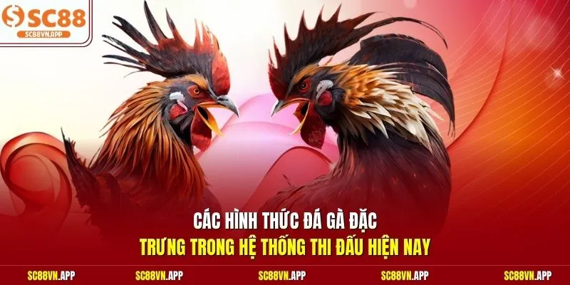 Các hình thức đá gà đặc trưng trong hệ thống thi đấu hiện nay 