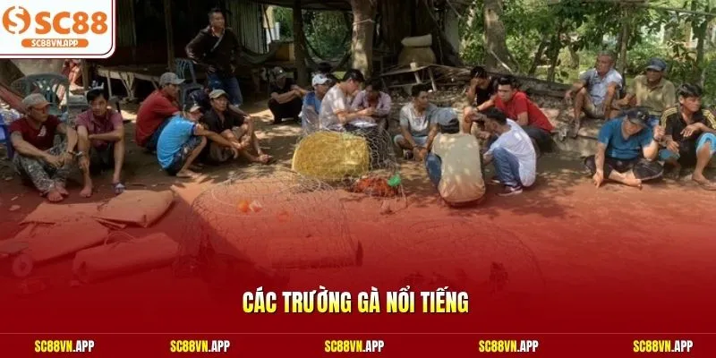 Các trường gà nổi tiếng