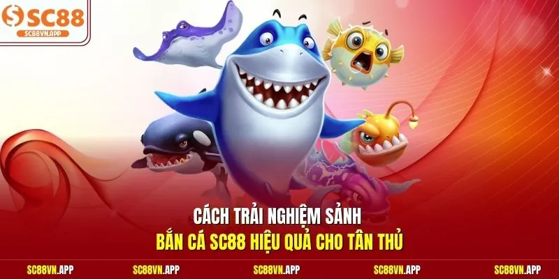 Cách trải nghiệm sảnh bắn cá SC88 hiệu quả cho tân thủ 