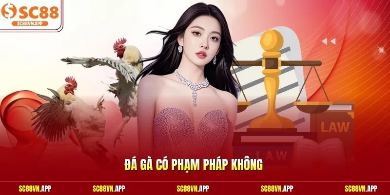 Đá gà có phạm pháp không