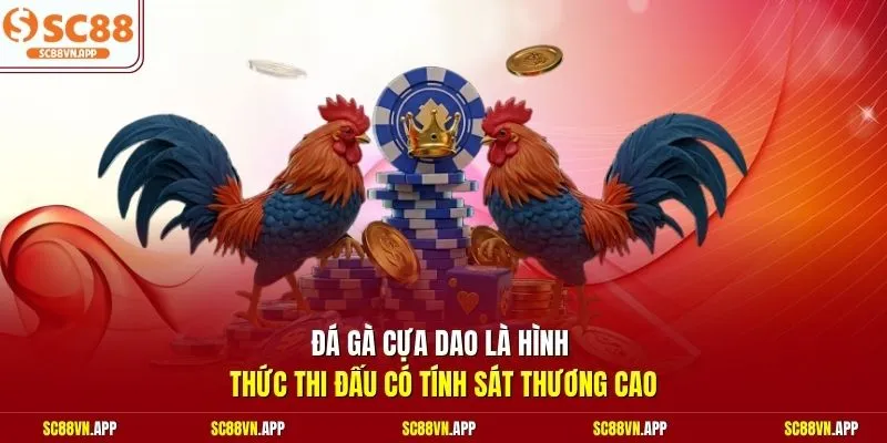 Đá gà cựa dao là hình thức thi đấu có tính sát thương cao