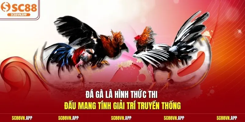 Đá gà là hình thức thi đấu mang tính giải trí truyền thống