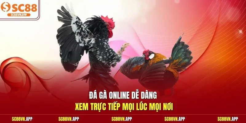 Đá gà online dễ dàng xem trực tiếp mọi lúc mọi nơi