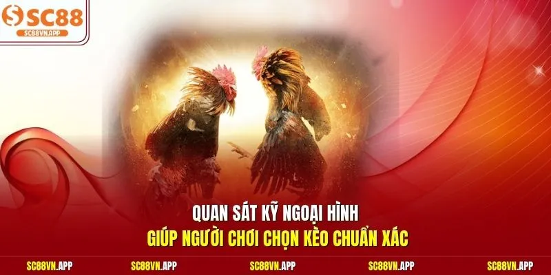 Quan sát kỹ ngoại hình giúp người chơi chọn kèo chuẩn xác