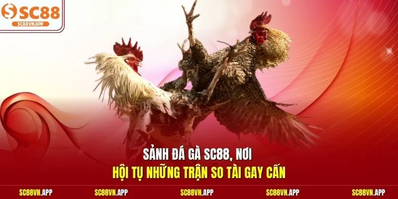 Sảnh đá gà SC88, nơi hội tụ những trận so tài gay cấn 